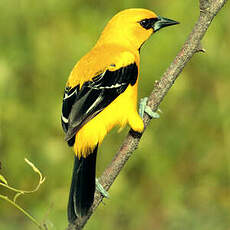 Oriole jaune