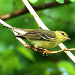 Paruline rayée