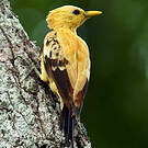 Pic jaune