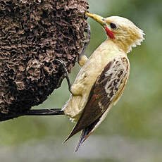 Pic jaune