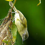 Platyrhynque jaune-olive