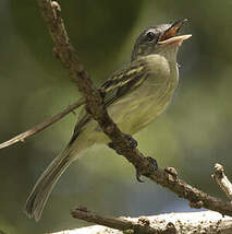 Platyrhynque jaune-olive