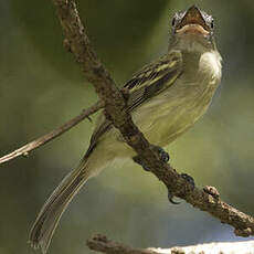 Platyrhynque jaune-olive