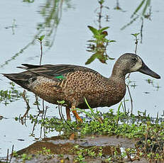 Sarcelle à ailes bleues