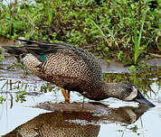 Sarcelle à ailes bleues