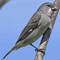 Plumbeous Seedeater