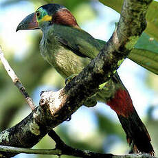 Toucanet koulik