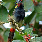Toucanet koulik