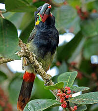 Toucanet koulik