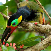 Toucanet koulik