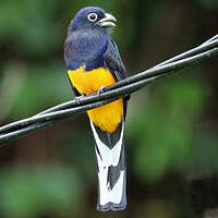 Trogon à queue blanche