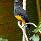 Trogon à queue blanche