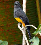 Trogon à queue blanche