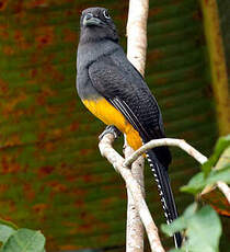 Trogon à queue blanche