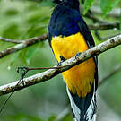 Trogon à queue blanche