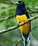 Trogon à queue blanche