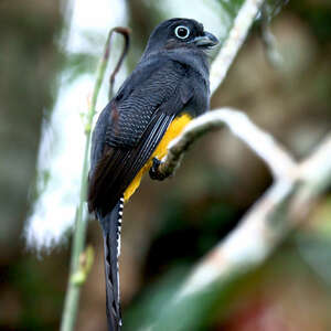 Trogon à queue blanche