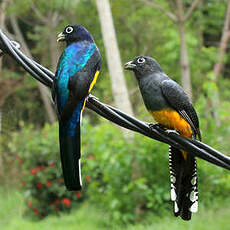 Trogon à queue blanche