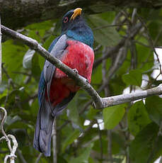 Trogon à queue noire