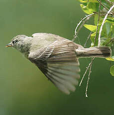 Tyranneau passegris