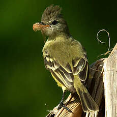 Tyranneau passegris