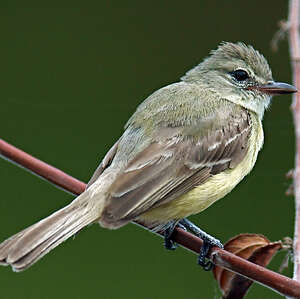 Tyranneau passegris