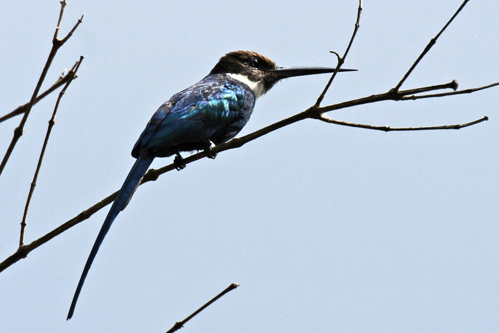 Jacamar à longue queue, identification