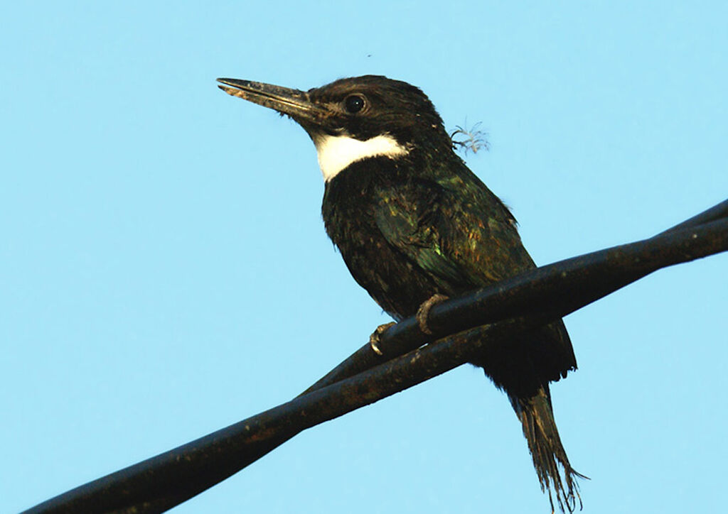 Paradise Jacamar, identification