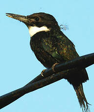 Jacamar à longue queue