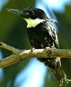 Jacamar à longue queue