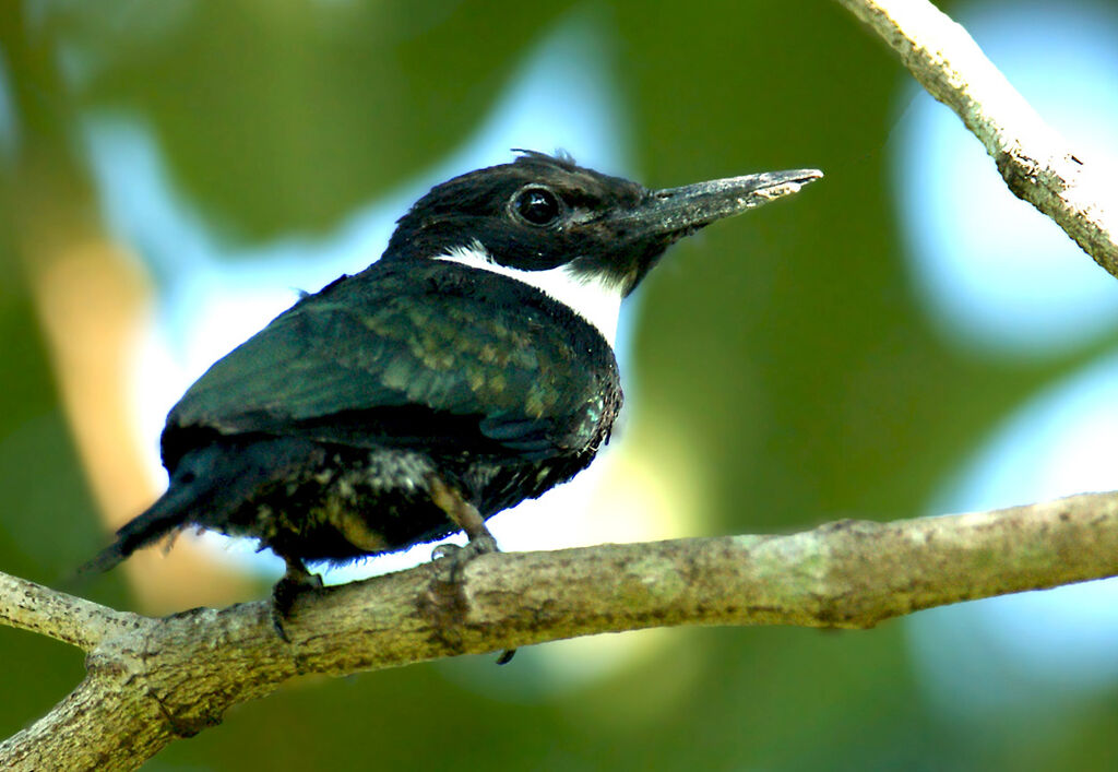 Jacamar à longue queuejuvénile, identification