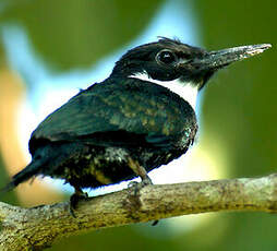 Jacamar à longue queue