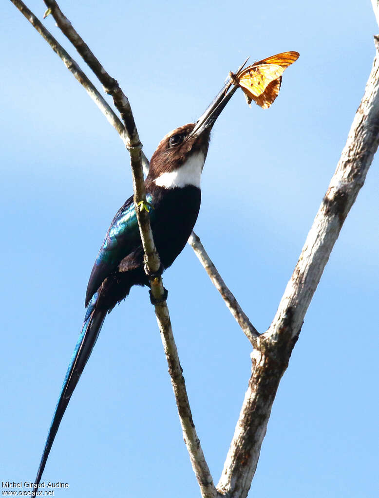 Jacamar à longue queueadulte, régime, pêche/chasse