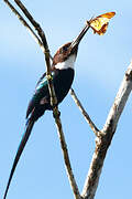 Jacamar à longue queue