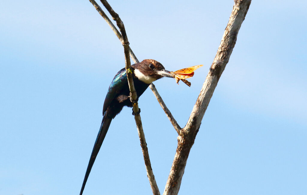 Jacamar à longue queueadulte, régime