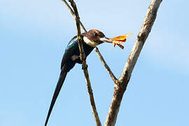 Jacamar à longue queue