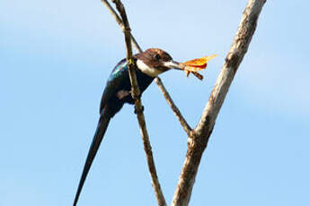 Jacamar à longue queue