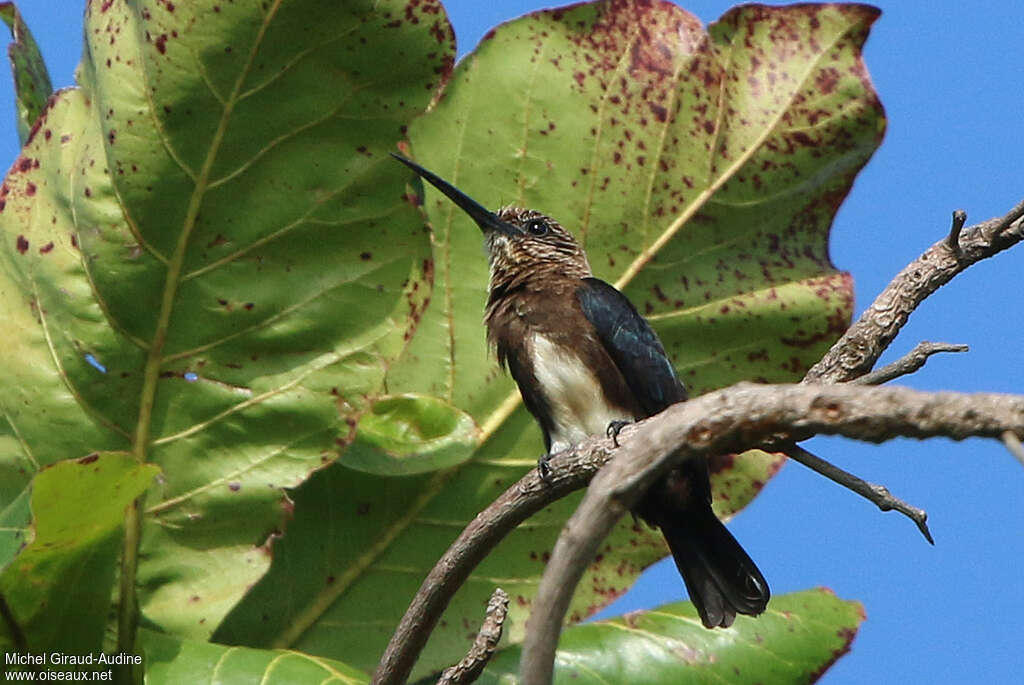 Brown Jacamaradult, identification