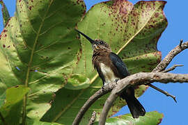 Brown Jacamar