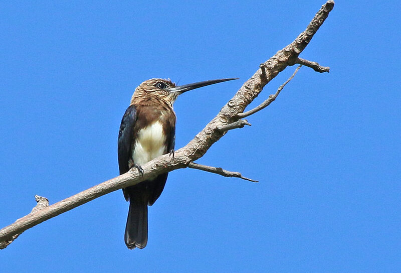 Brown Jacamaradult