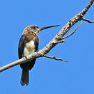 Jacamar brun