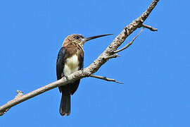 Brown Jacamar