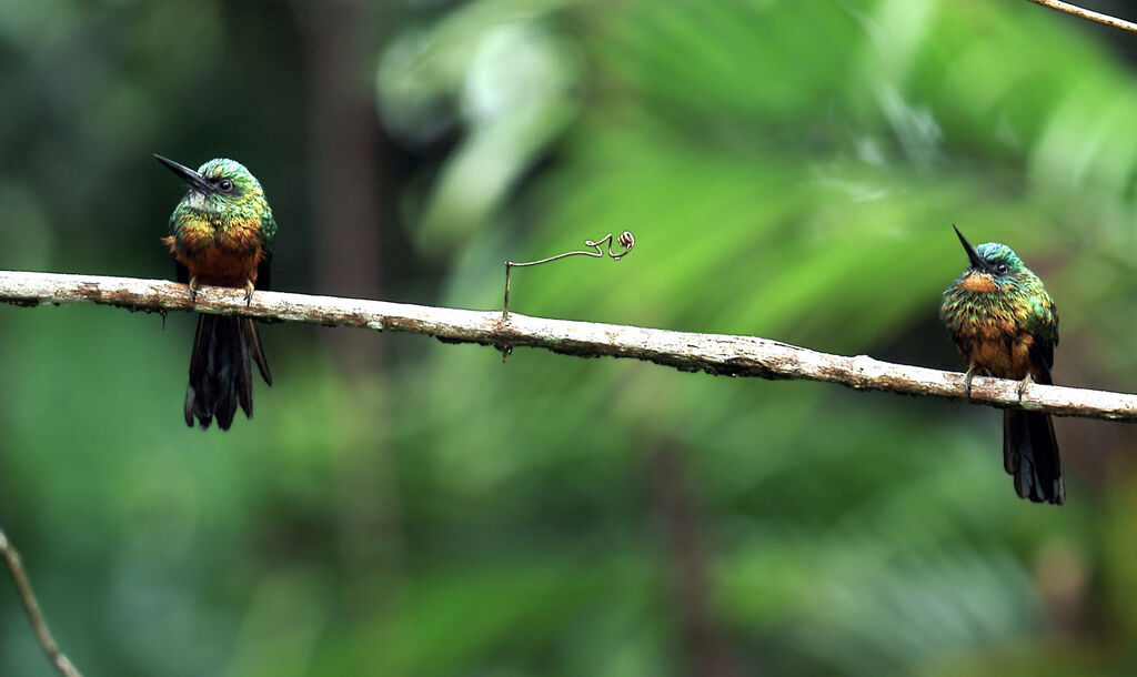 Jacamar vert 