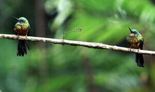 Green-tailed Jacamar