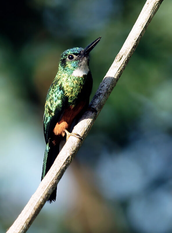 Green-tailed Jacamar male adult