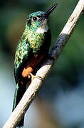 Green-tailed Jacamar