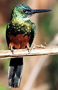 Green-tailed Jacamar