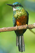 Green-tailed Jacamar