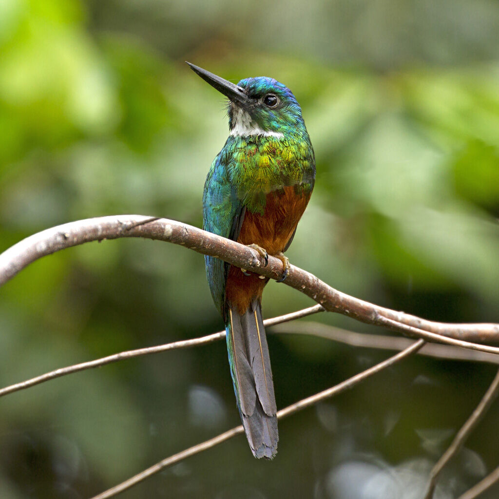 Green-tailed Jacamar female adult