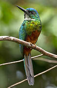 Green-tailed Jacamar